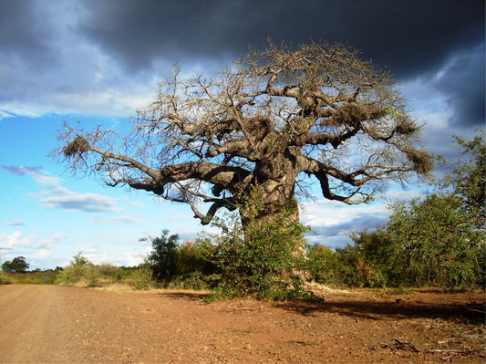 Baobab: Nature's Beauty Secret for Skin, Hair, and Nails